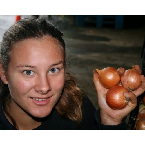 BROWN ONIONS 1KG Pukekohe Grown
